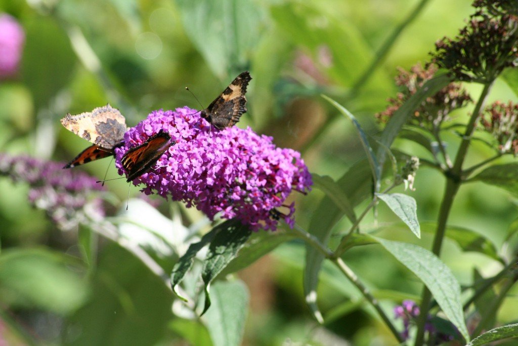 butterfly-bush