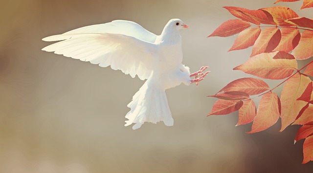 natural anxiety relief white dove