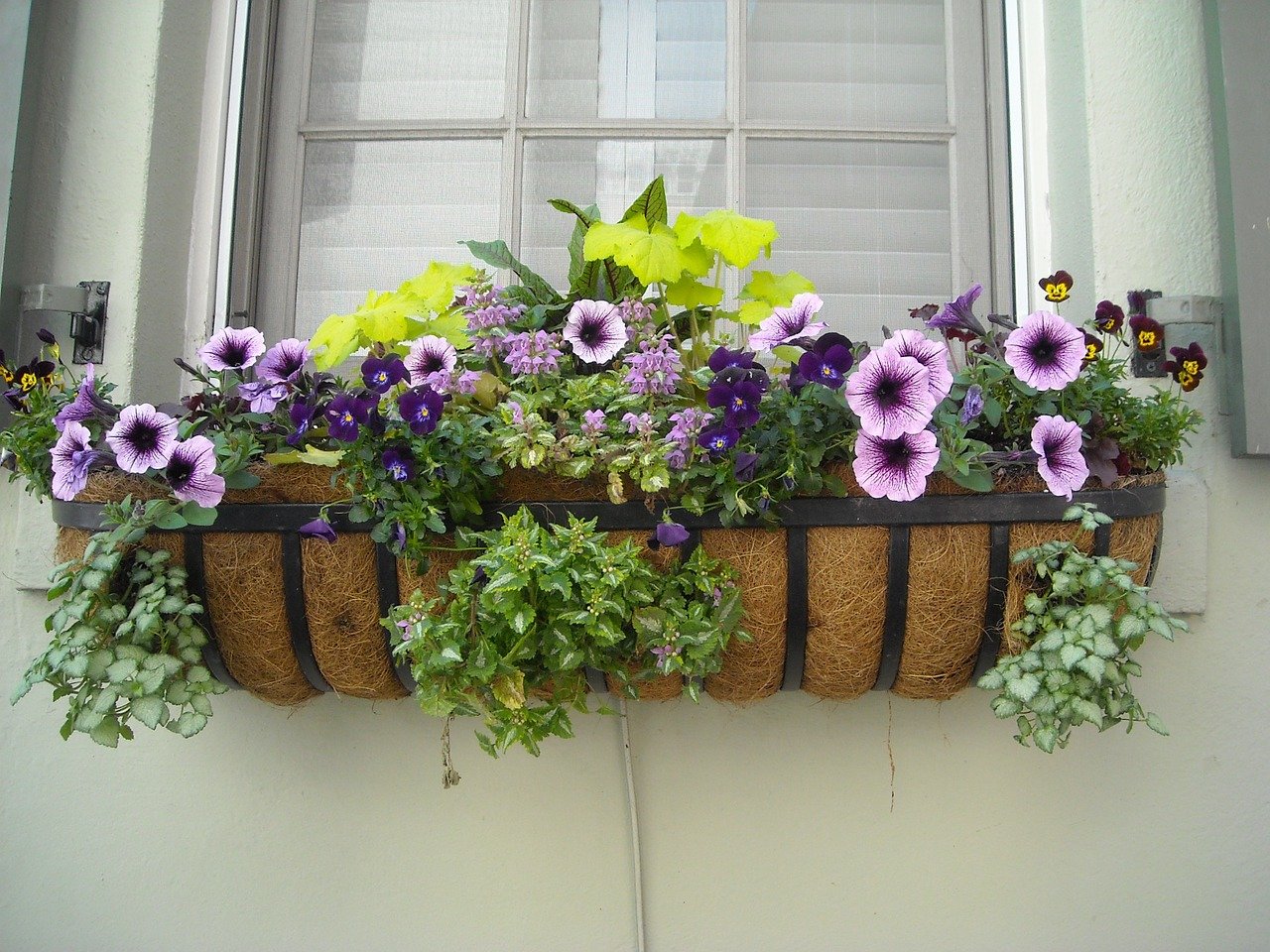 Window Box of Yellow and purple Flowers