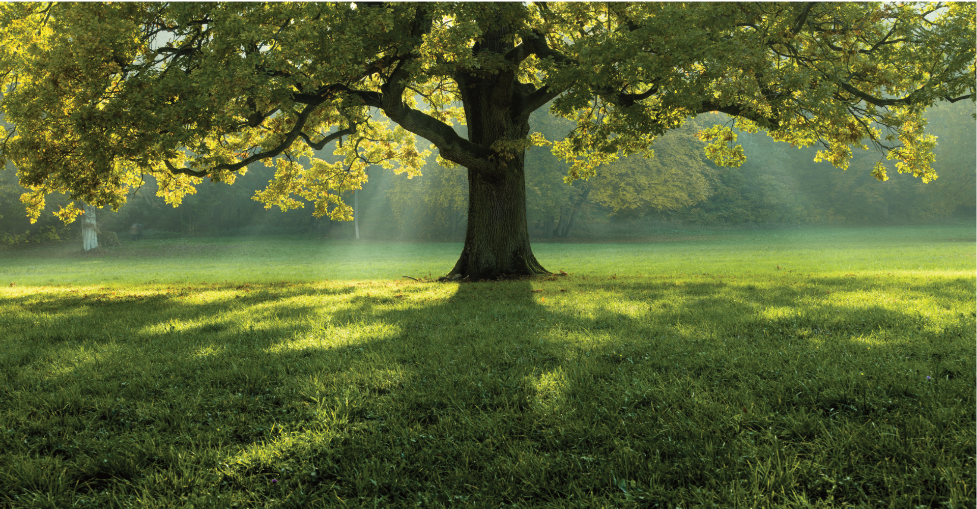Nurturing Serenity: Exploring the Principles of Holistic Calmness